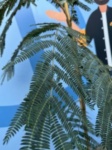 Persischer Schlafbaum – Albizia julibrissin 'Ombrella'