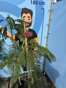 Persischer Schlafbaum – Albizia julibrissin 'Ombrella'