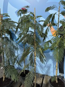 Persischer Schlafbaum – Albizia julibrissin 'Ombrella'
