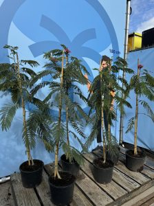 Persischer Schlafbaum – Albizia julibrissin 'Ombrella'