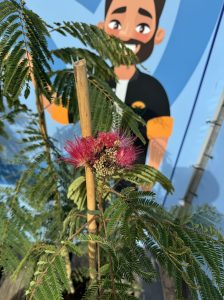 Persischer Schlafbaum – Albizia julibrissin 'Ombrella'