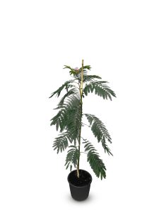 Persischer Schlafbaum – Albizia julibrissin 'Ombrella'
