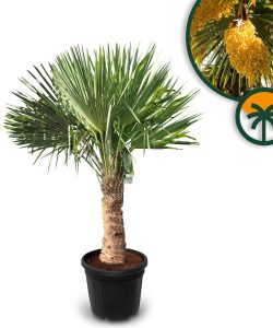 Palme - Trachycarpus Fortunei 40-50 cm