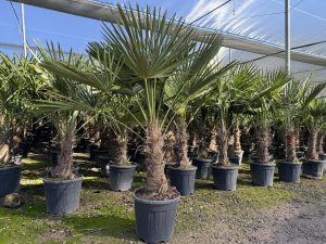Palme - Trachycarpus Fortunei 40-50 cm