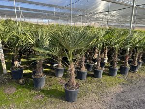 Palme - Trachycarpus Fortunei 40-50 cm