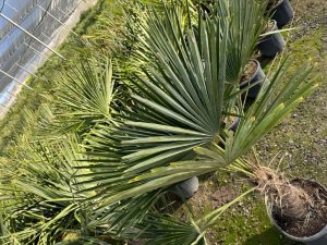 Palme - Trachycarpus Fortunei 40-50 cm