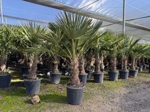 Palme - Trachycarpus Fortunei 40-50 cm