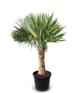 Palme - Trachycarpus Fortunei 40-50 cm