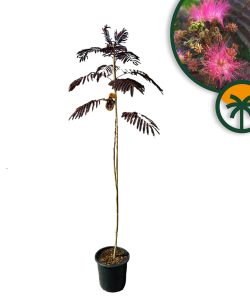 Persischer Schlafbaum – Albizia julibrissin ‚Summer Chocolate‘