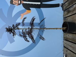 Persischer Schlafbaum – Albizia julibrissin ‚Summer Chocolate‘