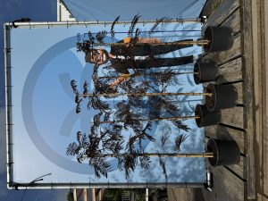 Persischer Schlafbaum – Albizia julibrissin ‚Summer Chocolate‘