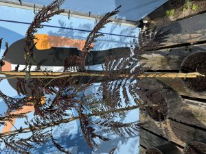 Persischer Schlafbaum – Albizia julibrissin ‚Summer Chocolate‘