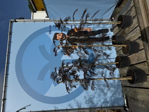 Persischer Schlafbaum – Albizia julibrissin ‚Summer Chocolate‘