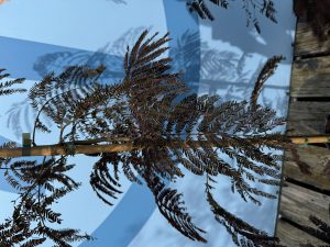 Persischer Schlafbaum – Albizia julibrissin ‚Summer Chocolate‘