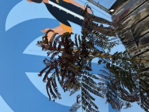 Persischer Schlafbaum – Albizia julibrissin ‚Summer Chocolate‘