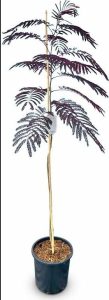 Persischer Schlafbaum – Albizia julibrissin ‚Summer Chocolate‘