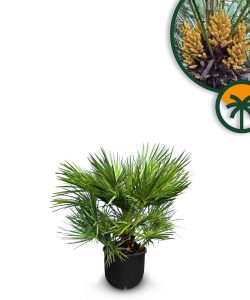 Palme – Chamaerops humilis, 60 cm