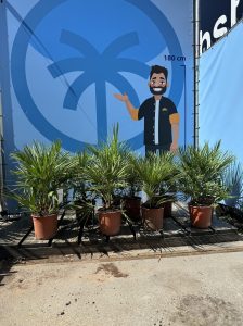 Palme – Chamaerops humilis, 60 cm
