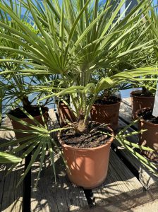 Palme – Chamaerops humilis, 60 cm