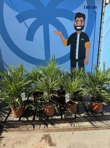 Palme – Chamaerops humilis, 60 cm