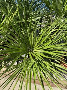 Palme – Chamaerops humilis, 60 cm