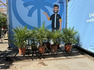 Palme – Chamaerops humilis, 60 cm