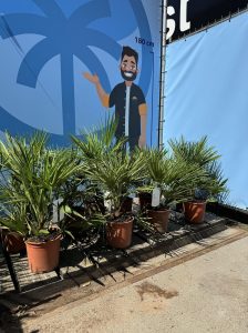 Palme – Chamaerops humilis, 60 cm