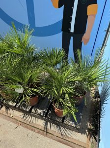 Palme – Chamaerops humilis, 60 cm