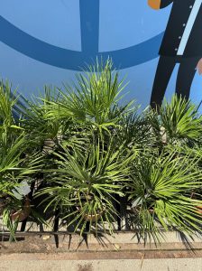 Palme – Chamaerops humilis, 60 cm