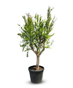Zitrusbaum - Granatapfelbaum XL