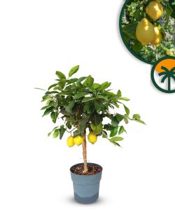 Zitrusbaum – Zitronenbaum – 90 cm
