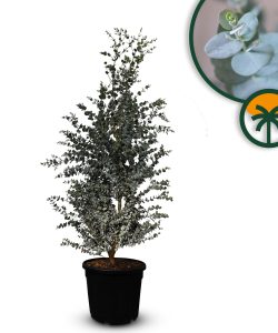 Eukalyptus Azura Gunni – Höhe 140 cm