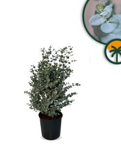 Eukalyptus Azura Gunni – Höhe 90 cm