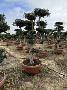 Olivenbaum Pom Pon - Olea Europaea