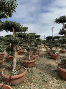 Olivenbaum Pom Pon - Olea Europaea