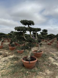 Olivenbaum Pom Pon - Olea Europaea