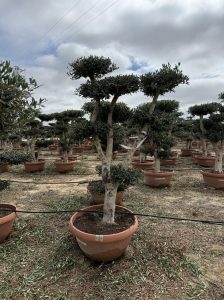 Olivenbaum Pom Pon - Olea Europaea