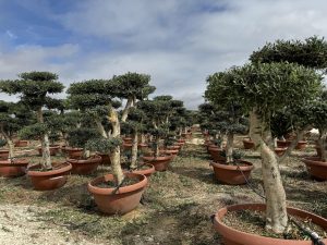 Olivenbaum Pom Pon - Olea Europaea