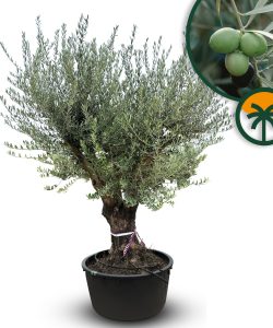 Olivenbaum verzweigt - Olea Europaea - 90 Jahre alter Baum