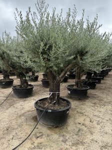 Olivenbaum verzweigt - Olea Europaea - 90 Jahre alter Baum