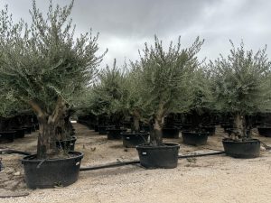 Olivenbaum verzweigt - Olea Europaea - 90 Jahre alter Baum