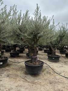 Olivenbaum verzweigt - Olea Europaea - 90 Jahre alter Baum