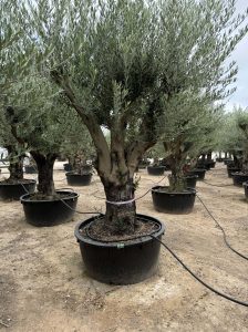 Olivenbaum verzweigt - Olea Europaea - 90 Jahre alter Baum