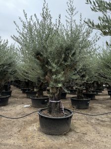 Olivenbaum verzweigt - Olea Europaea - 90 Jahre alter Baum