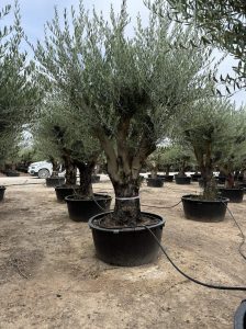 Olivenbaum verzweigt - Olea Europaea - 90 Jahre alter Baum
