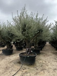 Olivenbaum verzweigt - Olea Europaea - 90 Jahre alter Baum