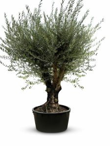 Olivenbaum verzweigt - Olea Europaea - 90 Jahre alter Baum