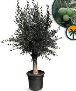 Olivenbaum - Olea Europaea - 40 Jahre alter Baum