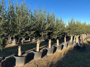 Olivenbaum - Olea Europaea - 40 Jahre alter Baum