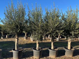 Olivenbaum - Olea Europaea - 40 Jahre alter Baum